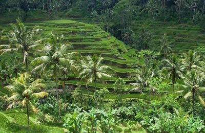 Tegallalang Rice Terraces